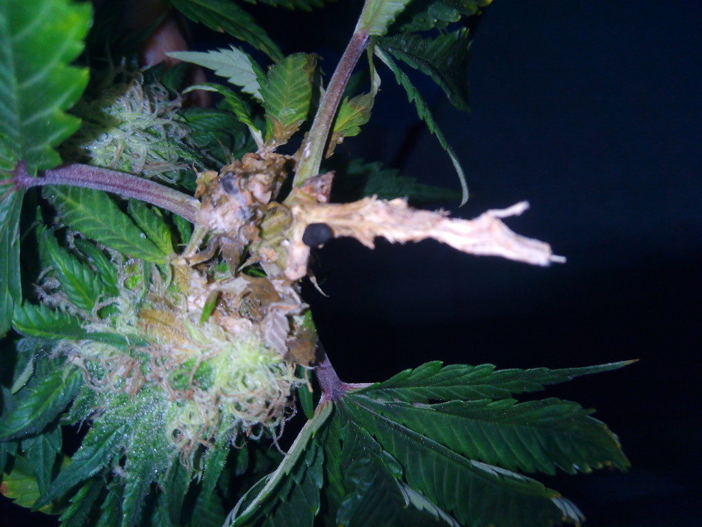 Botrytis en Plantas de Marihuana