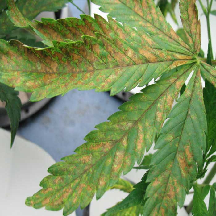 Deficiencia de Fósforo en el Cultivo de Marihuana