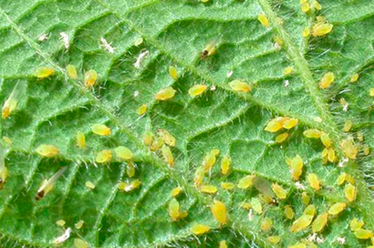 microacaros en plantas de marihuana