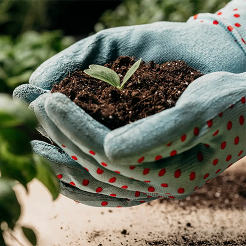 Fertilizantes Marihuana - Orgánicos vs. Sintéticos en tu Cultivo