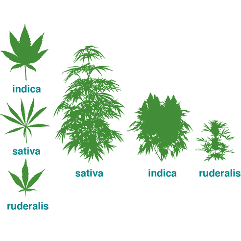 Cultivar para efectos específicos